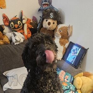 Meet your Posher, Oz